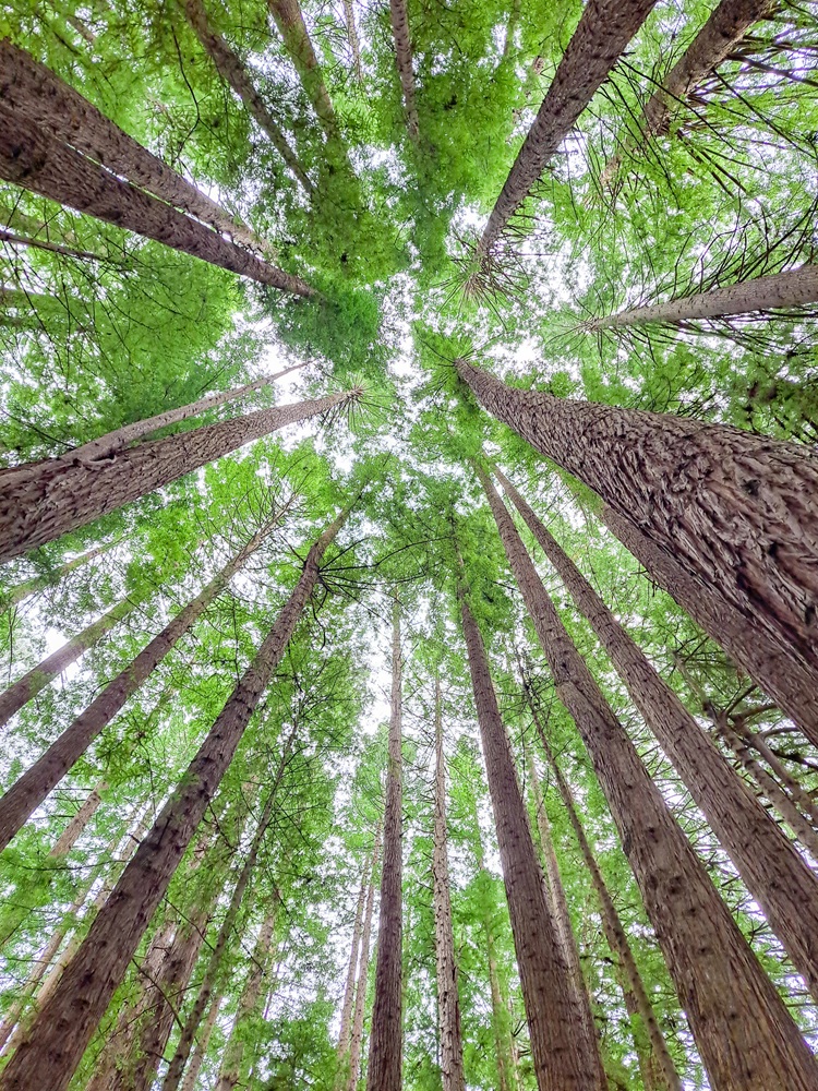 Redwood Forest