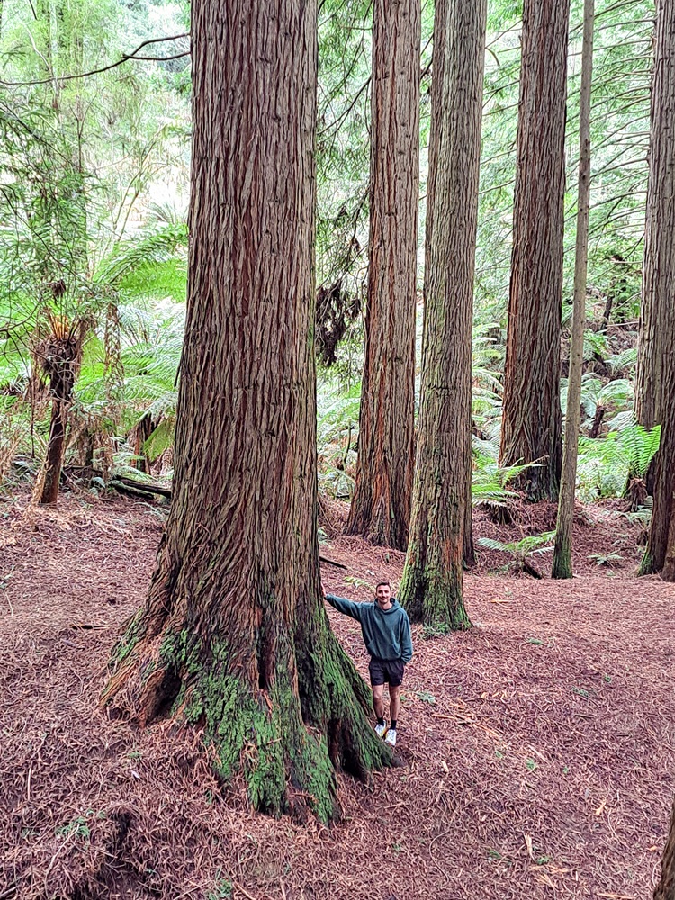 Great Otway National Park - Redwood Forest